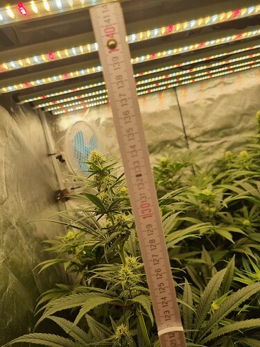 Growreport Bild 9