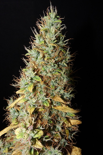 Growreport Bild 23
