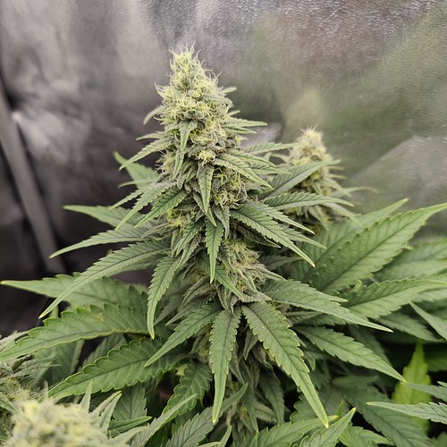 Growreport Bild 7