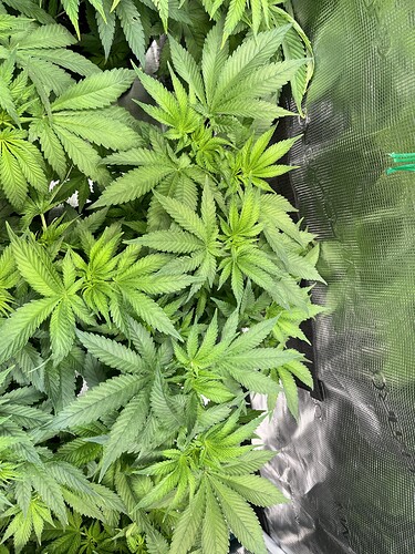 Growreport Bild 20