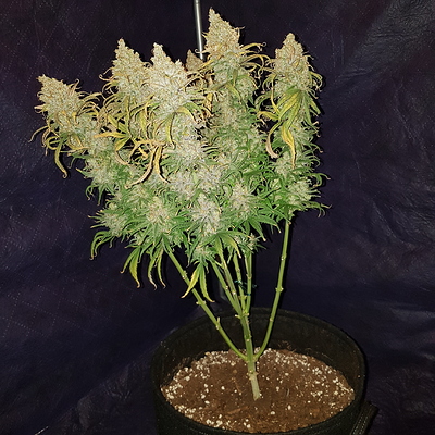 Growreport Bild 3