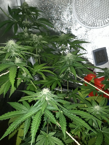 Growreport Bild 4