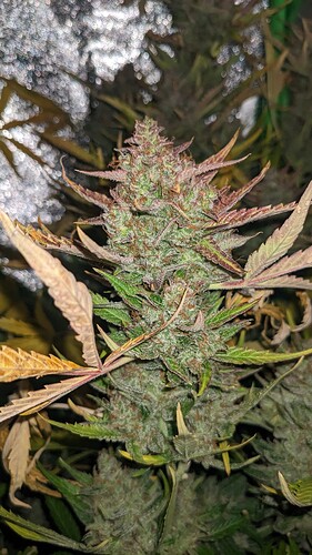 Growreport Bild 5