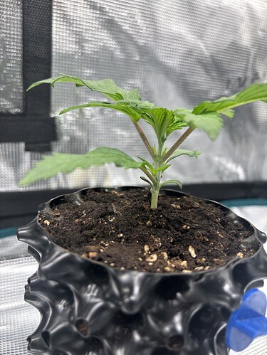 Growreport Bild 131