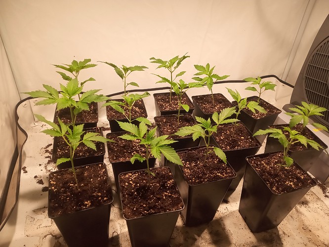 Growreport Bild 22