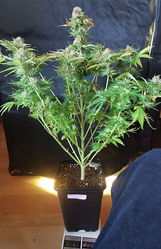 Growreport Bild 18