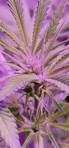 Growreport Bild 3