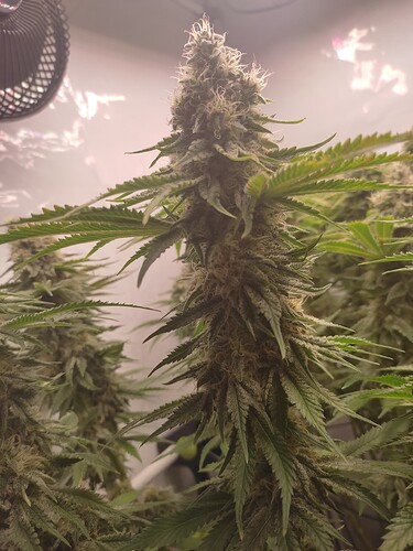 Growreport Bild 7