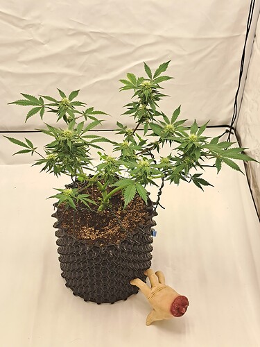 Growreport Bild 9
