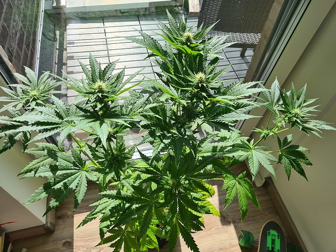 Eine junge Cannabispflanze mit mehreren Verzweigungen und beginnenden Blütenständen steht in einem Topf auf einem Holzboden in der Nähe eines Fensters.