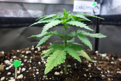 Ein junger Cannabissämling mit mehreren Blattpaaren und einem aufrechten Stiel, der in Erde mit Perlit wächst. Im Hintergrund ist ein Teil eines Grow-Zeltes sichtbar.