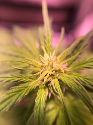 Growreport Bild 20