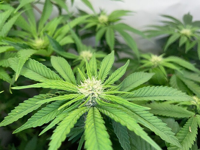 Growreport Bild 8