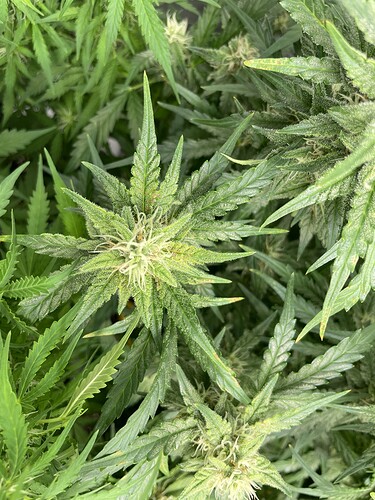 Growreport Bild 9