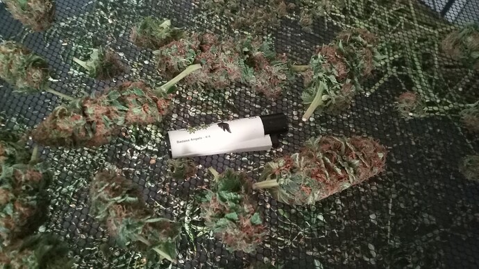 Growreport Bild 50