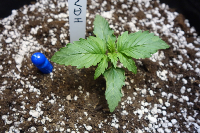 Growreport Bild 19