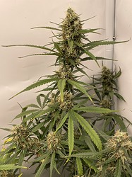 Growreport Bild 9