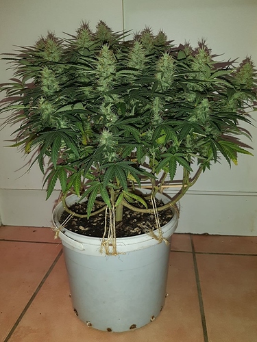 Growreport Bild 1