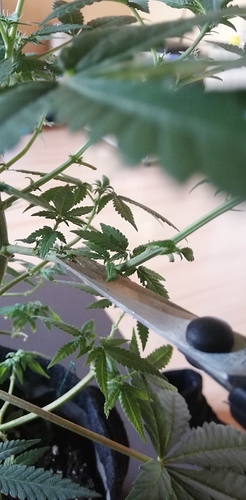 Growreport Bild 28