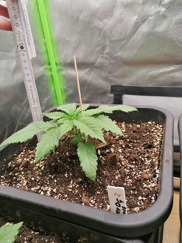 Growreport Bild 4