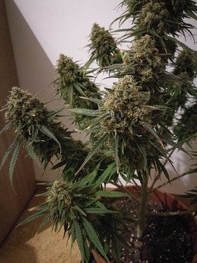 Growreport Bild 31