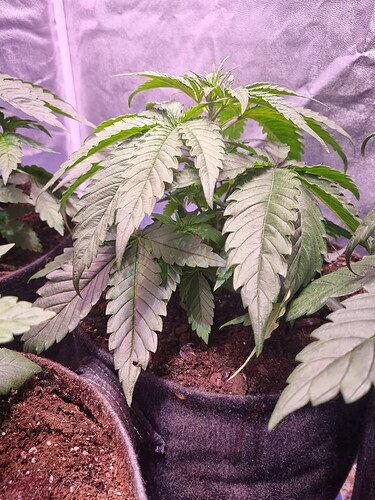 Growreport Bild 38