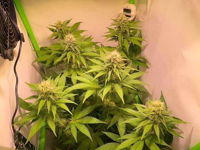 Growreport Bild 1