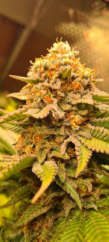 Growreport Bild 3