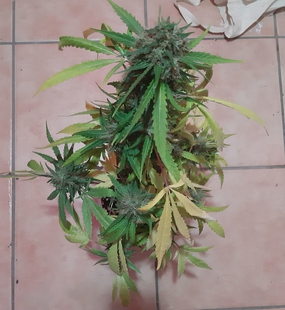 Growreport Bild 5