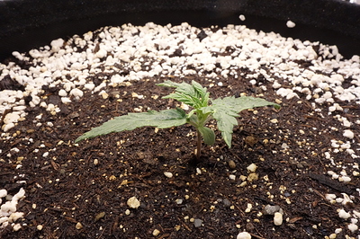 Growreport Bild 17