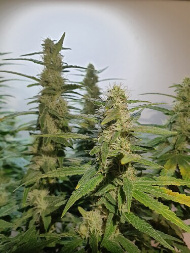 Growreport Bild 7