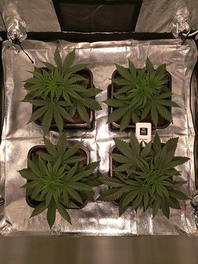 Growreport Bild 2