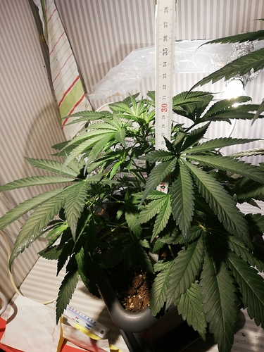 Growreport Bild 3