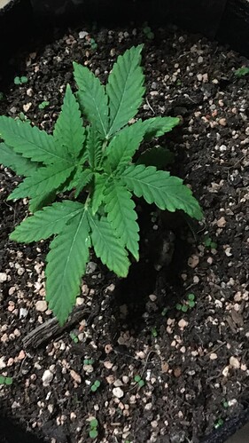 Growreport Bild 16