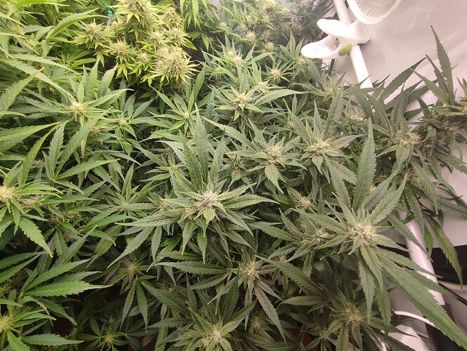 Growreport Bild 69