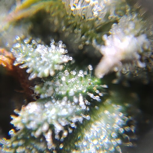 Growreport Bild 53