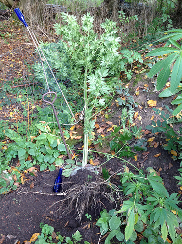 Growreport Bild 9