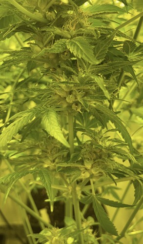 Growreport Bild 5