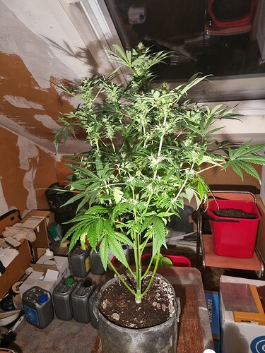 Growreport Bild 3