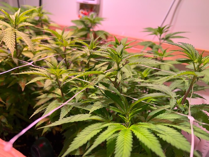 Growreport Bild 3