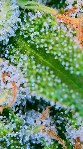 Growreport Bild 14