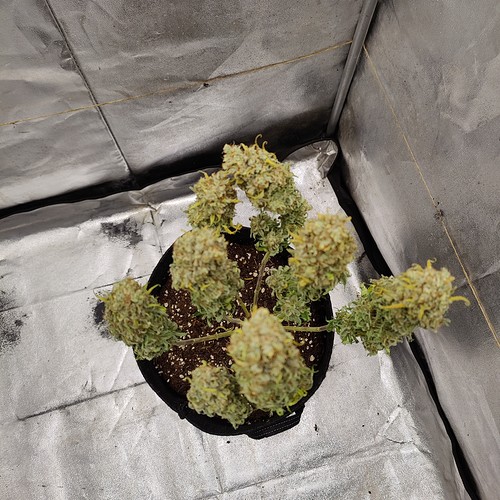 Growreport Bild 36