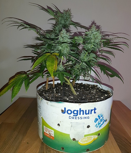 Growreport Bild 4