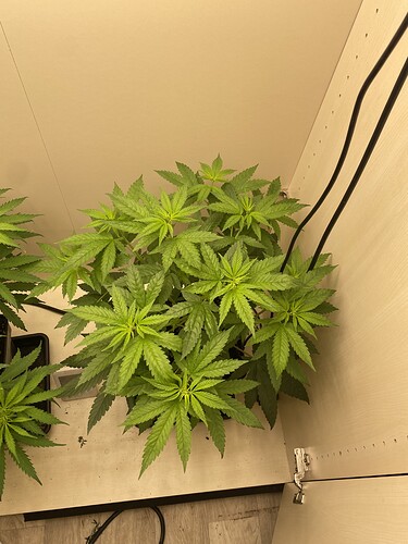 Growreport Bild 4