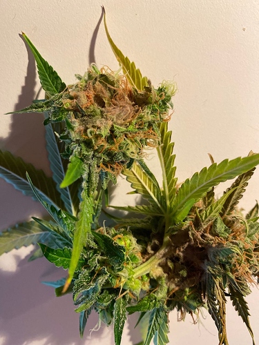 Growreport Bild 4