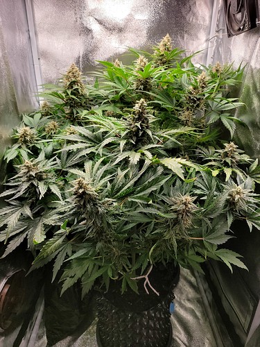 Growreport Bild 9