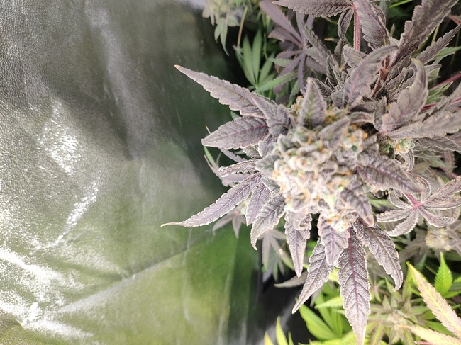 Growreport Bild 1