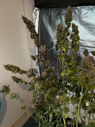 Growreport Bild 5