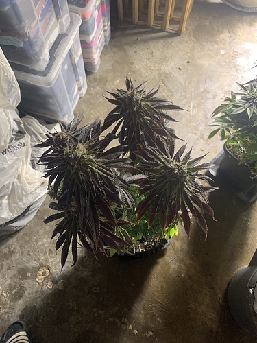 Growreport Bild 3