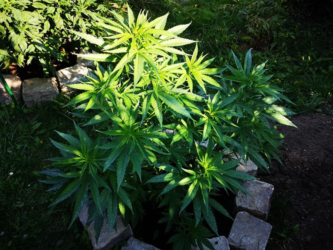 Growreport Bild 17